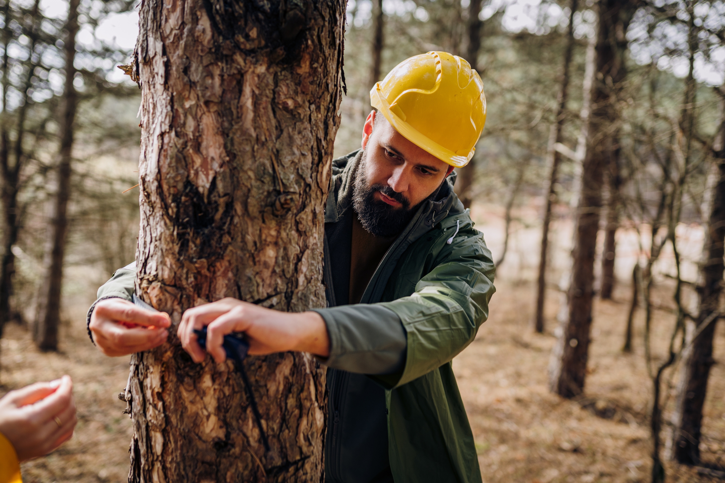 Park Ranger vs Forest Ranger: Exploring the Distinctive Roles and Paths